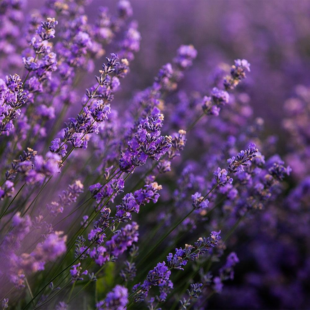 Chandelle Équilibre