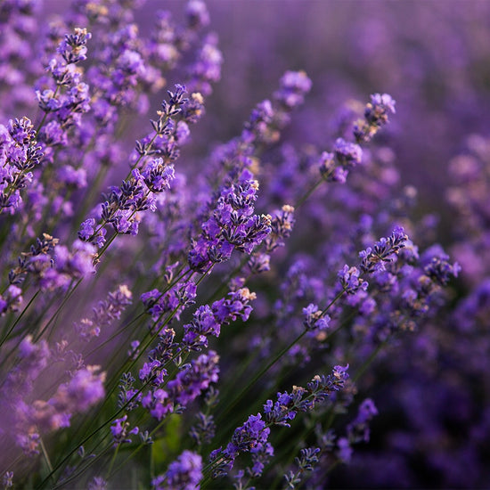 Chandelle Équilibre