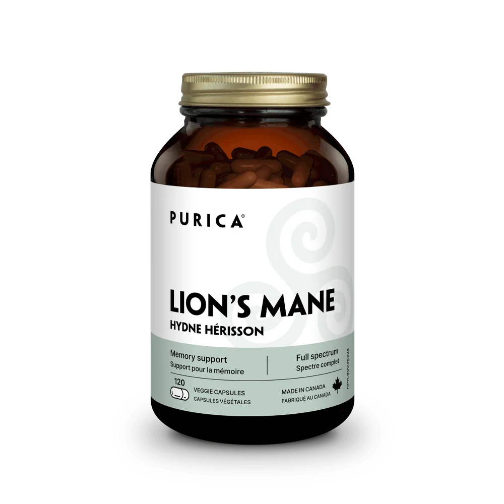Hydne Hérisson micronisé