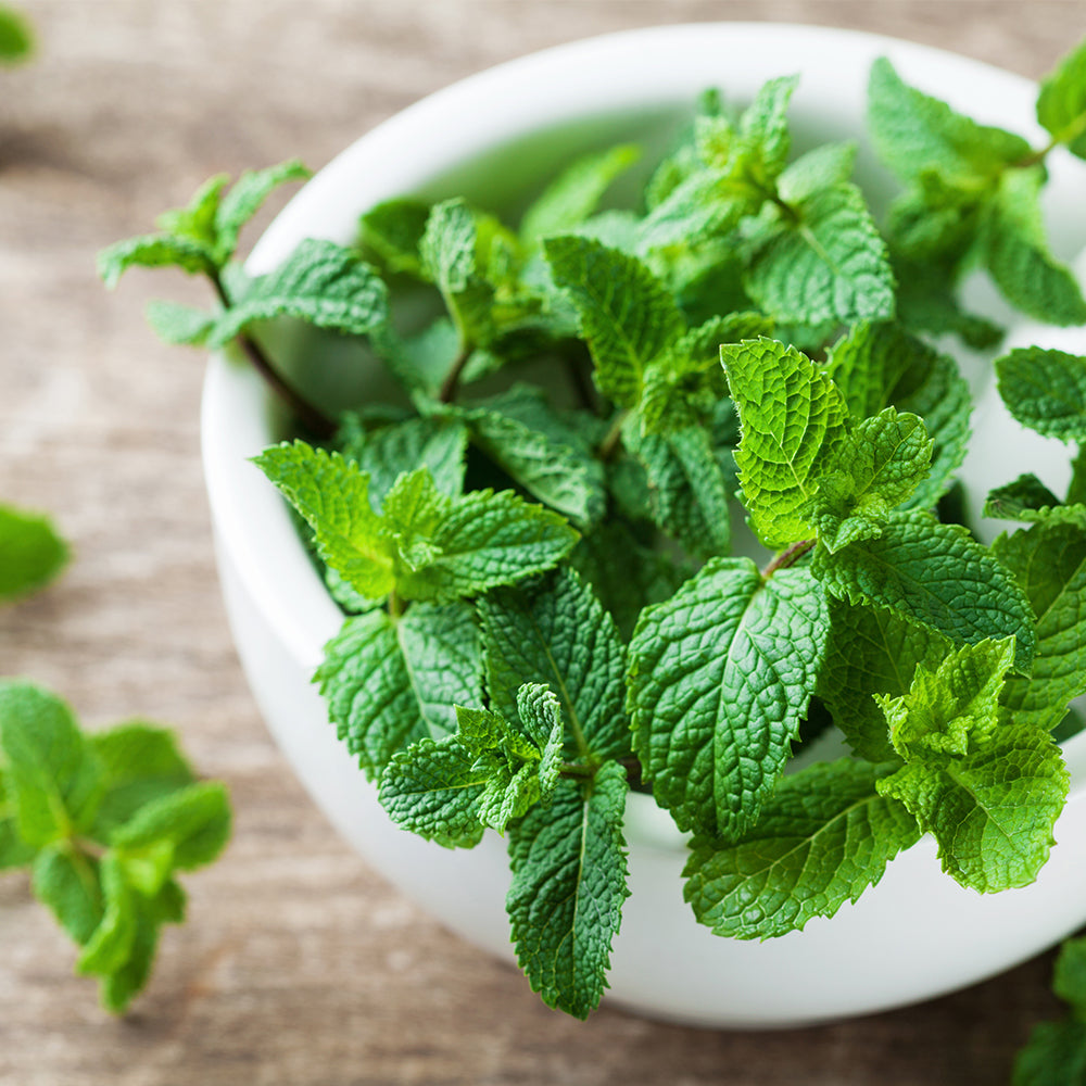 Chandelle Fraîcheur