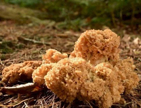 Soin douceur contour des yeux 20ml